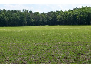 Property photo 43 - LAND AUCTION - 700+/- ACRES OFFERED IN 16 TRACTS IN ALLEN COUNTY, INDIANA